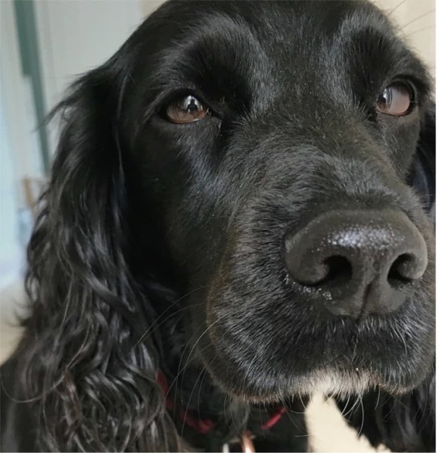 Cooper, a Forge office dog