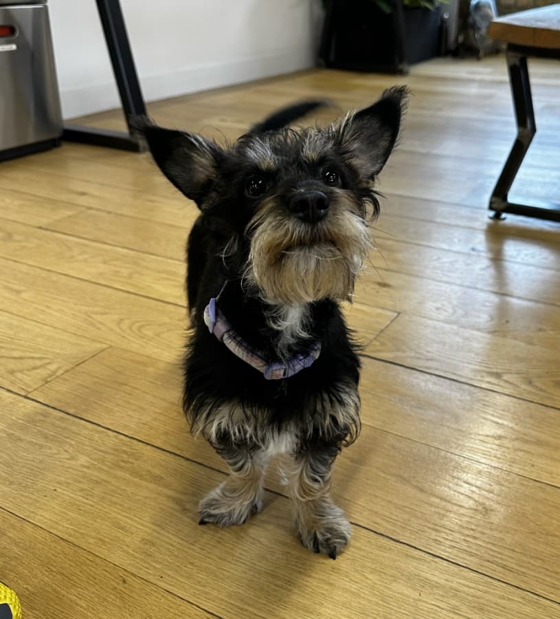Espresso, a Forge office dog