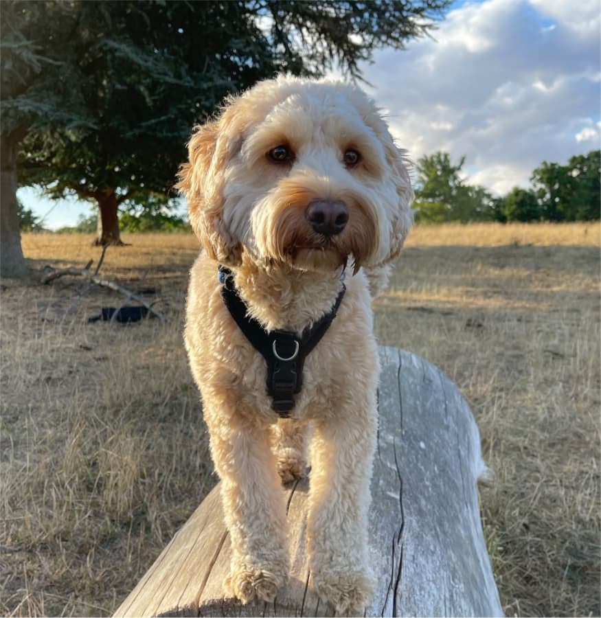 Milo, a Forge office dog
